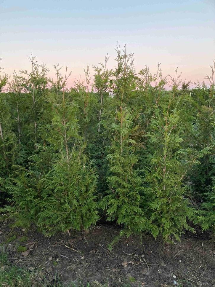thuja haag coniferen, Tuin en Terras, Planten | Struiken en Hagen, Haag, Conifeer, 100 tot 250 cm, Ophalen