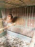 Mooie Portugese Harlekijn kanarie., Dieren en Toebehoren, Vogels | Kanaries, Mannelijk, Kleurkanarie