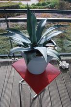 Mooie Agave., Volle zon, Vaste plant, Bloeit niet, Ophalen