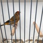 Div vogels zie foto’s, Dieren en Toebehoren, Meerdere dieren, Wildzangvogel