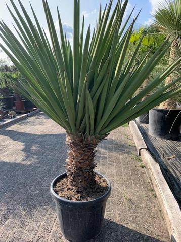 Yucca Treculeana dubbele kop beschikbaar voor biedingen