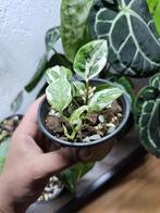 Epipremnum N’joy, Huis en Inrichting, Kamerplanten, Overige soorten, In pot, Minder dan 100 cm, Groene kamerplant