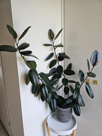 Ficus elastica plant inclusief pot keramiek steen beschikbaar voor biedingen