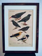Litho Floericke Kraai Spreeuw Wielewaal Kauw 1922, Antiek en Kunst, Ophalen of Verzenden