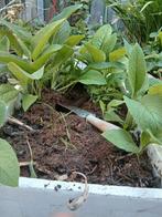 Russische smeerwortel stekken – herfst de perfecte planttijd, Overige soorten, Vaste plant, Ophalen of Verzenden, Halfschaduw