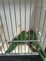 Diverse kakkerieken, Meerdere dieren, Parkiet