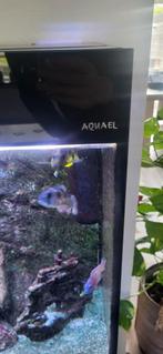 Zeer mooi aquael aquarium helemaal compleet!, Zo goed als nieuw, Ophalen, Gevuld zoetwateraquarium