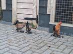 Sabelpoot kriel, Dieren en Toebehoren, Meerdere dieren, Kip