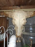 Waterbuffel kop, Ophalen