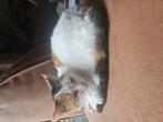 Kattenoppas gezocht in Zoetermeer/oosterheem, Diensten en Vakmensen, Dieren | Katten | Verzorging, Oppas en Les