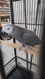 grijze papegaai, Dieren en Toebehoren, Ophalen of Verzenden, Metaal, Vogelkooi