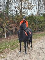 Verzorgster aangeboden/verzorgpaard gezocht, Ophalen, Nieuw