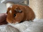 Prachtige US-Teddy cavia-beer te koop, September, Mannelijk, Cavia
