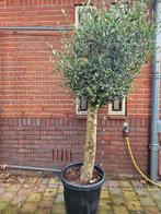 Olijfbomen 180cm in pot, volle kruin: 125 euro, Ophalen of Verzenden, 100 tot 250 cm, Olijfboom, Zomer