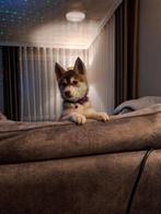 Pomsky teefje, 8 tot 15 weken, Meerdere, Nederland, Fokker | Hobbymatig