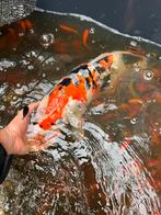 Koi, Karper of Koi