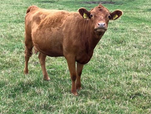 Te Koop Dexter Zoogstel, Dieren en Toebehoren, Runderen, Meerdere dieren, 0 tot 2 jaar