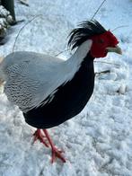 Zilverfazant ruilen, Mannelijk, Geringd