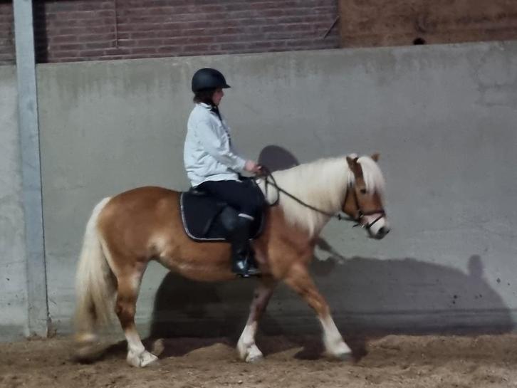 hele lieve halflinger merrie 11 jaar zkt nieuwe eigenaar., Dieren en Toebehoren, Pony's, Merrie