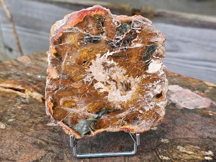 Gave versteend hout schijf 219 gram, Verzamelen, Mineralen en Fossielen, Ophalen of Verzenden