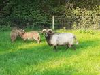 Drents heideschaap dekram te huur, Dieren en Toebehoren, Schapen, Geiten en Varkens, Mannelijk, Schaap