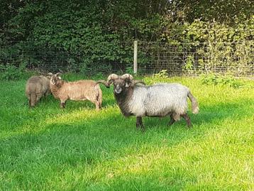 Drents heideschaap dekram te huur beschikbaar voor biedingen