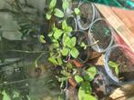 Surinaamse spinazieplantjes (poi), Tuin en Terras, Planten | Tuinplanten, Ophalen, Volle zon, Groenteplanten, Eenjarig