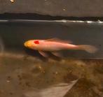 Goudvis, Dieren en Toebehoren, Goudvis(sen)