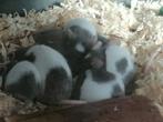 Jonge muisjes, Dieren en Toebehoren, Knaagdieren, Meerdere dieren, Muis, Na 1 juli 2024