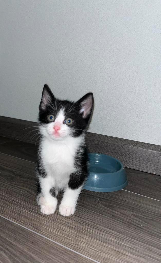 1 Super kitten, Dieren en Toebehoren, Katten en Kittens | Overige Katten, Meerdere dieren, 0 tot 2 jaar