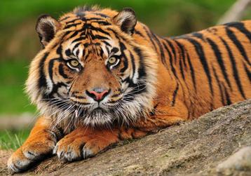 Jungle fotobehang Sumatraanse tijger behang *Muurdeco4kids beschikbaar voor biedingen