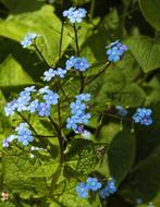 Te koop vaste planten grote pollen, Ophalen, Vaste plant, Overige soorten
