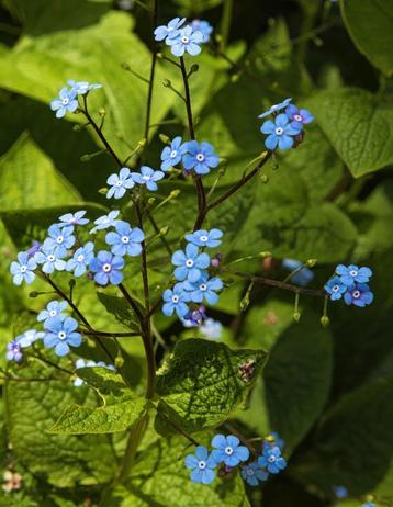 Te koop vaste planten grote pollen beschikbaar voor biedingen