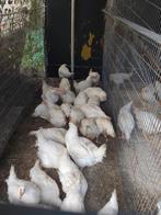 Mooie hanen!, Dieren en Toebehoren, Pluimvee, Mannelijk, Kip