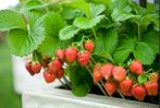 eetbare aardbeien planten/stekjes roze en wit bloeiend, Tuin en Terras, Halfschaduw, Zomer, Fruitplanten, Ophalen of Verzenden