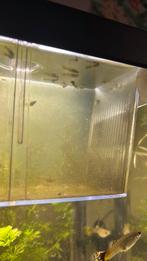 Guppen, Dieren en Toebehoren, Vis