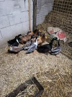 Te koop 10 eenden, Mannelijk, Eend