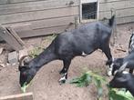 Zwarte geit 3 jaar, Dieren en Toebehoren, Schapen, Geiten en Varkens, Vrouwelijk, Geit, 3 tot 5 jaar