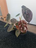 Alocasia Cuprea Red Secret, Huis en Inrichting, Kamerplanten, Ophalen of Verzenden, Overige soorten, Minder dan 100 cm