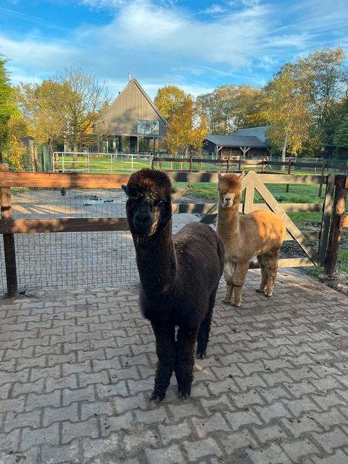 Bay Black Alpaca Hengst, Dieren en Toebehoren, Overige Dieren, Mannelijk, Voor 1 juli 2024