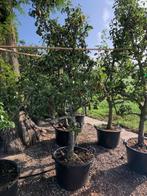 Oude Perenbomen 'Conference', vanaf € 149,50 p.st.!!!, Ophalen, Lente, Volle zon, Perenboom