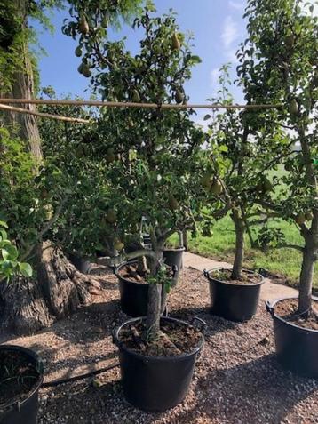 Oude Perenbomen 'Conference', vanaf € 149,50 p.st.!!! beschikbaar voor biedingen