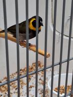 Twee koppeltjes Cuba vinken, Dieren en Toebehoren, Vogels | Overige Vogels, Meerdere dieren, Tropenvogel, Geringd