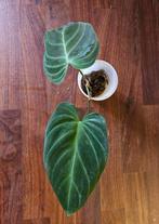 Philodendron Splendid, Huis en Inrichting, Kamerplanten, Overige soorten, Minder dan 100 cm, Groene kamerplant, Halfschaduw