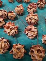 instekers gedroogd 29 stuks, Ophalen of Verzenden, 'T Olde Gre-j, Info@toldegrej.nl, Endepoelstraat 20f Didam