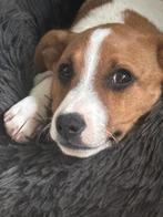 Lief reutje boerenfox 12 weken, Dieren en Toebehoren, Honden | Niet-rashonden, Reu, CDV (hondenziekte), 8 tot 15 weken, Eén hond