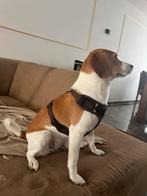 Lucy Zoekt nieuw, huis, Dieren en Toebehoren, Honden | Niet-rashonden, Parvo, 1 tot 2 jaar, Teef, Eén hond