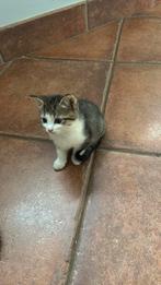 Verkoop kitten, Dieren en Toebehoren, Katten en Kittens | Overige Katten, Poes