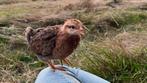 Welsumer kuikens groot, Dieren en Toebehoren, Pluimvee, Meerdere dieren, Kip