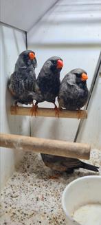 Te koop 7 mannen charcoal, Dieren en Toebehoren, Mannelijk